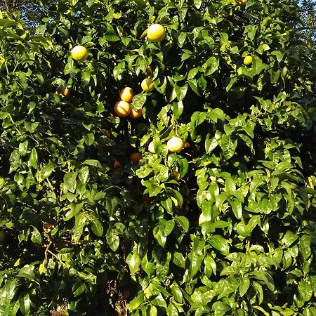 El Cuadron 3* 카망고