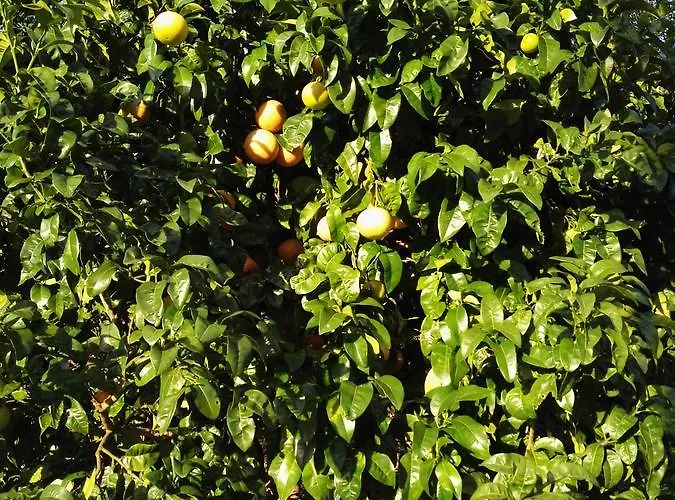 El Cuadron 3* Camango